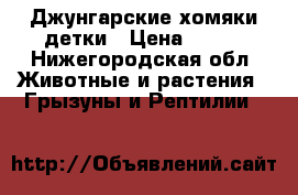 Джунгарские хомяки детки › Цена ­ 150 - Нижегородская обл. Животные и растения » Грызуны и Рептилии   